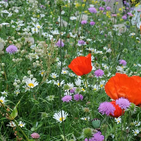 Haus Sonnheim Lägenhet Zermatt